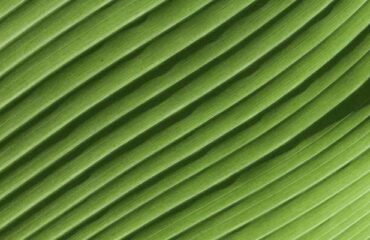 SH-TRE-24 TRE-VERSPANNUNG- & TRaumaLÖSENDE ÜBUNGEN NACH DR. DAVID BERCELI