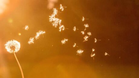 SH-ATEM-STIMME-2 Bildungsurlaub Atem – Stimme - Gesang im Alltag und Beruf