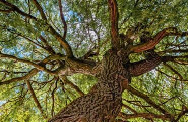 sh-ni Neurosystemische Integration