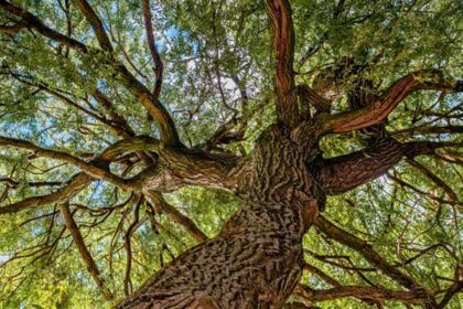 Neurosystemische Integration